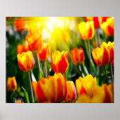 Tulips Poster (Vorne)