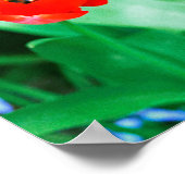 Tulips Poster (Ecke)