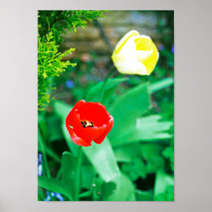 Tulips Poster