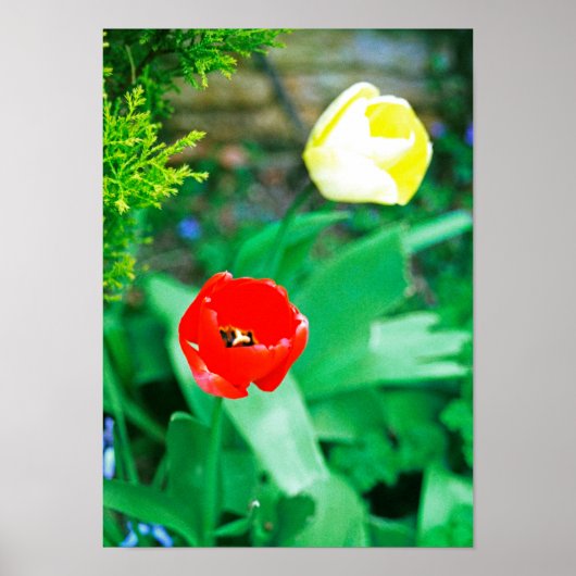 Tulips Poster (Vorne)