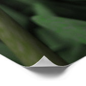 Tulips Poster (Ecke)