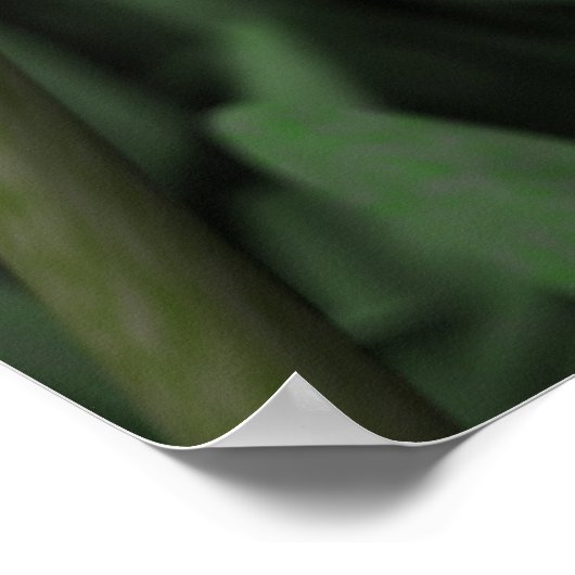 Tulips Poster (Ecke)