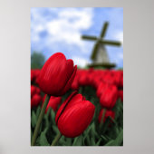 Tulips Poster (Vorne)