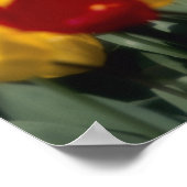Tulips Poster (Ecke)