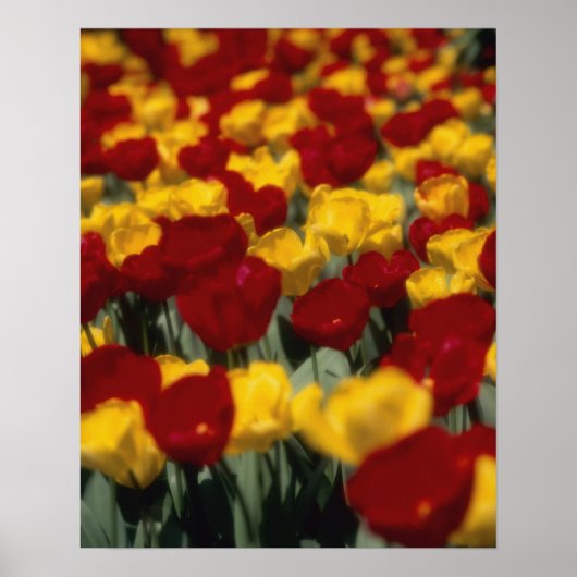 Tulips Poster (Vorne)