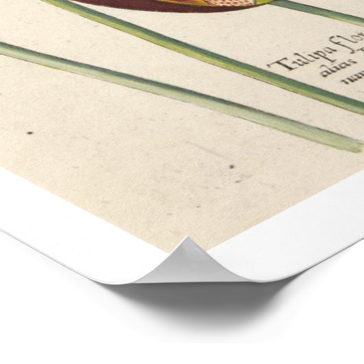 Tulips Poster (Ecke)