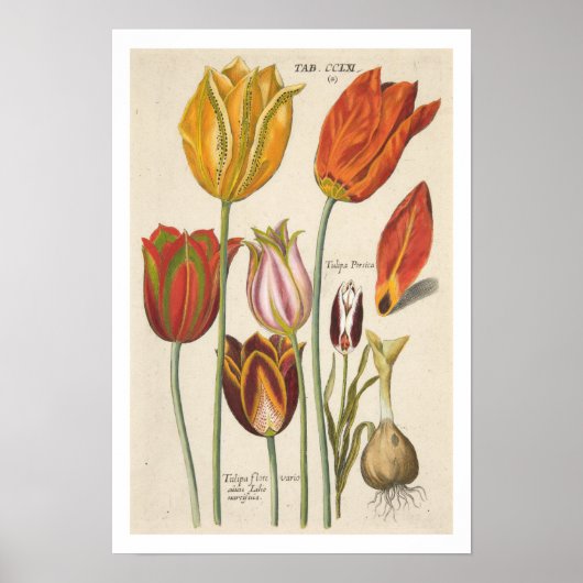 Tulips Poster (Vorne)
