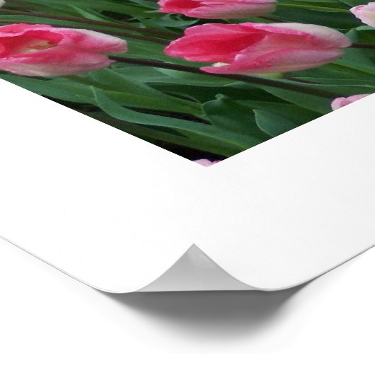 Tulips Poster (Ecke)