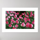 Tulips Poster (Vorne)