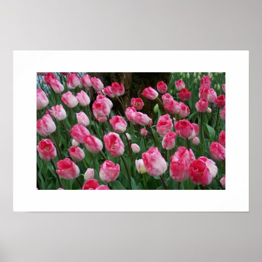 Tulips Poster (Vorne)
