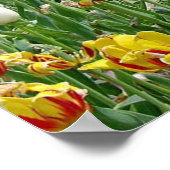 Tulips Poster (Ecke)
