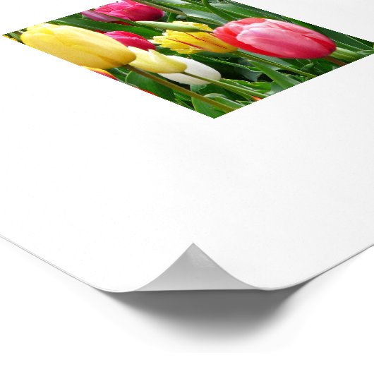 Tulips Poster (Ecke)