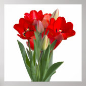 Tulips Poster (Vorne)