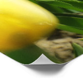 Tulips Poster (Ecke)