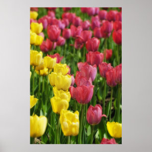 Tulips Poster