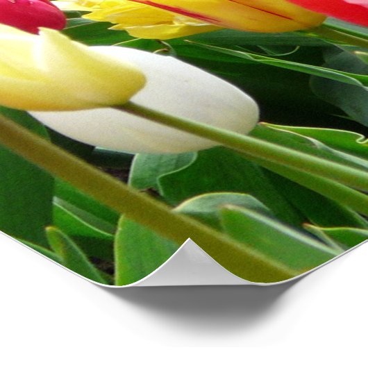 Tulips Poster (Ecke)
