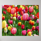 Tulips Poster (Vorne)