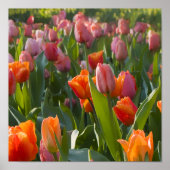 Tulips Poster (Vorne)