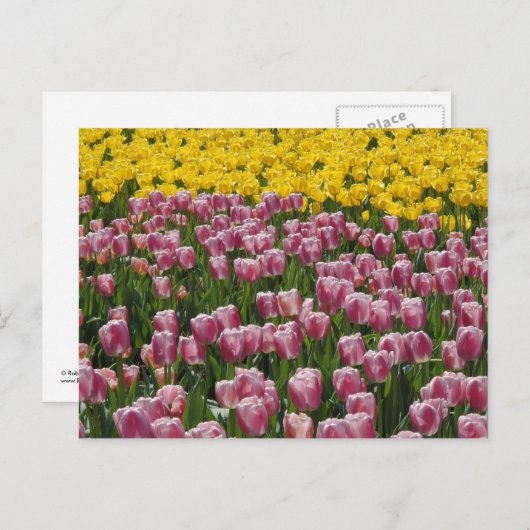 Tulips Postkarte (Vorne/Hinten)