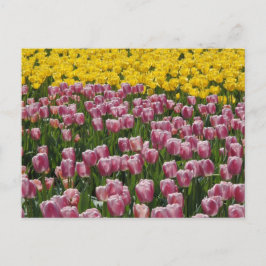 Tulips Postkarte