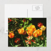 Tulips | Postkarte (Vorne/Hinten)