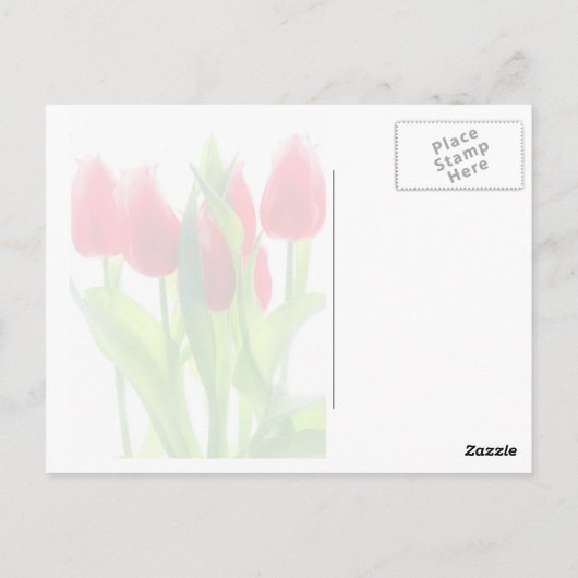Tulips Postkarte (Rückseite)