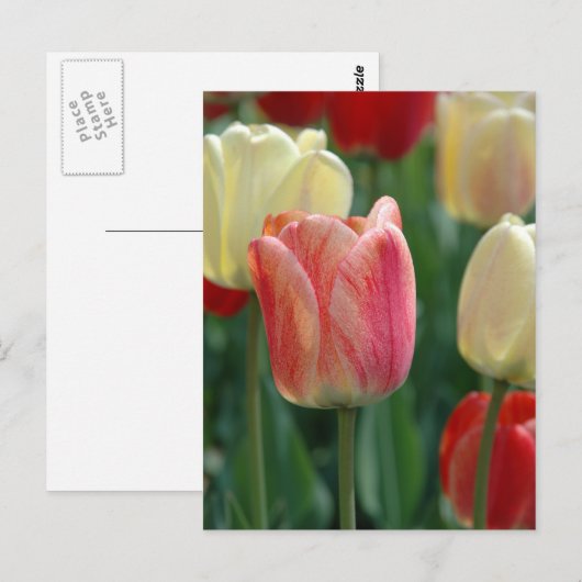 Tulips Postkarte (Vorne/Hinten)