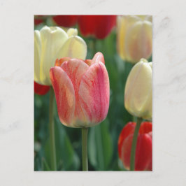 Tulips Postkarte