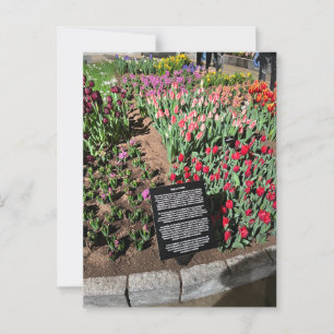 Tulips Postkarte