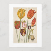 Tulips Postkarte (Vorderseite)