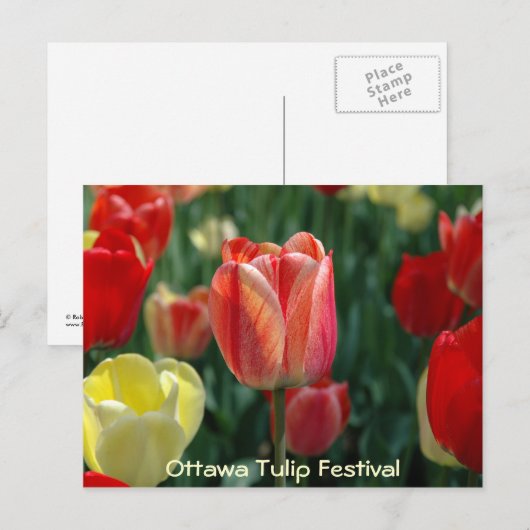 Tulips Postkarte (Vorne/Hinten)