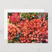 Tulips Postkarte (Vorne/Hinten)