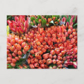 Tulips Postkarte (Vorderseite)