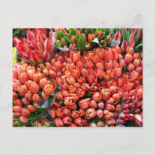 Tulips Postkarte (Vorderseite)
