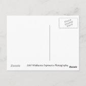 Tulips Postkarte (Rückseite)