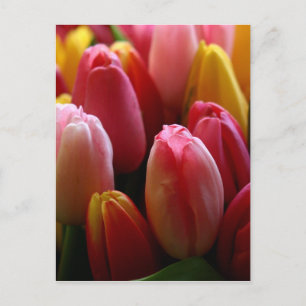 Tulips Postkarte