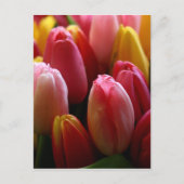 Tulips Postkarte (Vorderseite)