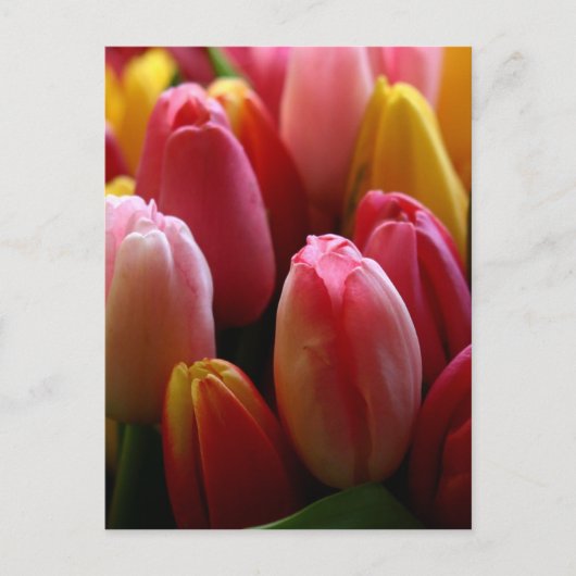 Tulips Postkarte (Vorderseite)