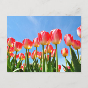 Tulips Postkarte