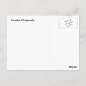 Tulips Postkarte (Rückseite)