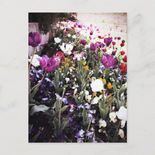 Tulips Postkarte (Vorderseite)
