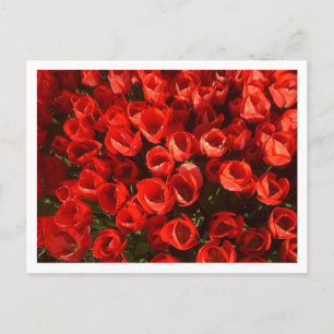 Tulips Postkarte