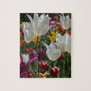 Tulips Puzzle