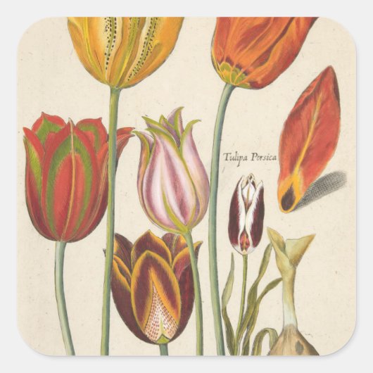Tulips Quadratischer Aufkleber (Vorderseite)