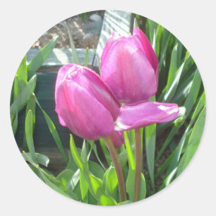 Tulips Runder Aufkleber