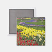 Tulips, Traubenblutinth und Affodilen, Magnet (Vorderseite/Rückseite)