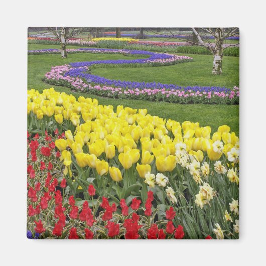 Tulips, Traubenblutinth und Affodilen, Magnet (Vorne)