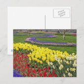 Tulips, Traubenblutinth und Affodilen, Postkarte (Vorne/Hinten)
