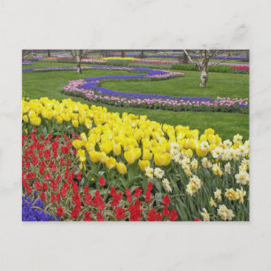 Tulips, Traubenblutinth und Affodilen, Postkarte