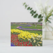Tulips, Traubenblutinth und Affodilen, Postkarte (Stehend Vorderseite)